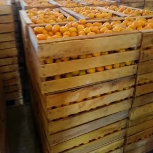 Абхазские мандарины 30 руб/кг. Без посредников