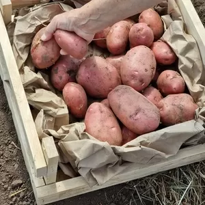 11 сортов отборного картофеля в Барнауле от поставщика